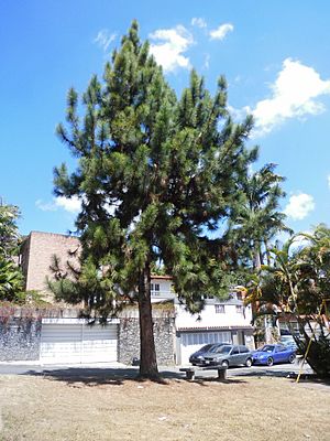 Pinus caribaea Morelet 1851 2013 001.jpg