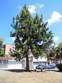 Pinus caribaea Morelet 1851 2013 001