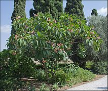 Plumeria-Bahai-Gardens-Akko-IZE-0041