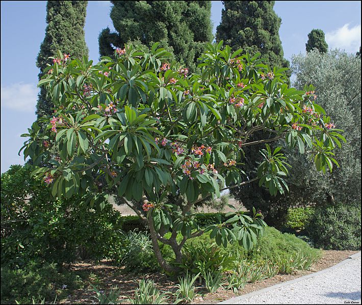 Plumeria-Bahai-Gardens-Akko-IZE-0041