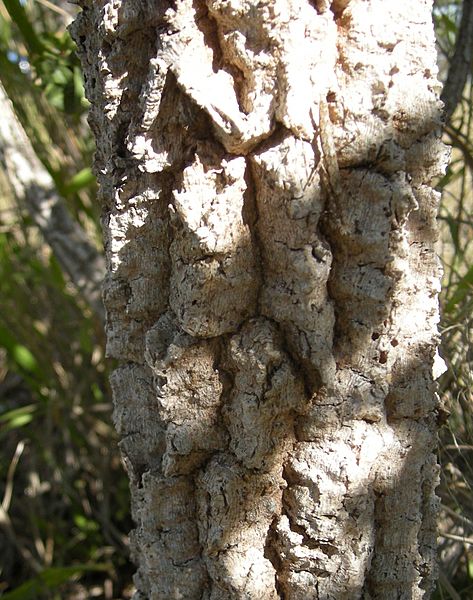 Pogonolobus reticulatus bark