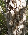 Pogonolobus reticulatus bark