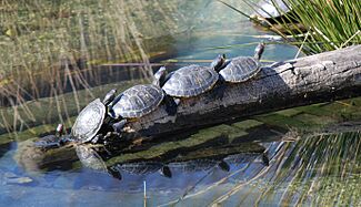 Pond Sliders at Smithsonian National Zoological Park in Washington