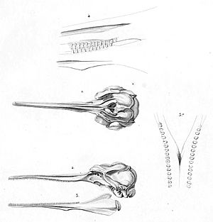 Pontoporia blainvillei skull 1847
