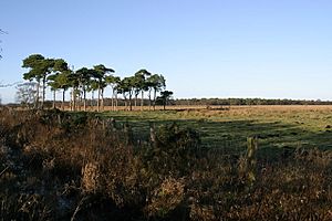 Prestwick Carr looking towards Carr Plantation - geograph.org.uk - 294597.jpg