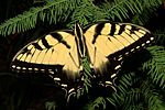 Pristine Eastern Tiger Swallowtail.jpg