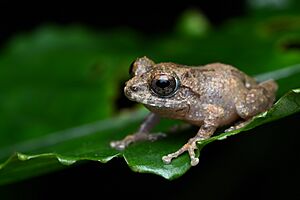 Pseudophilautus decoris.jpg