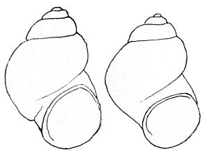Pyrgulopsis deserta shell.jpg