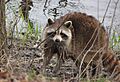 Raccoon, female after washing up mirror image