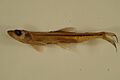 Rainbow smelt 01