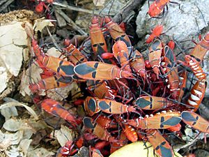 Red Cotton Stainer Adults. Dysdercus koenigii - Flickr - gailhampshire.jpg