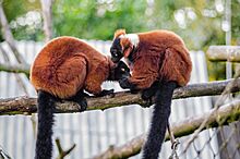 Red ruffed lemurs grooming