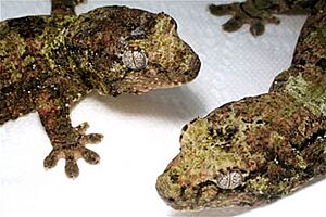 Rhacodactylus chahoua.jpg