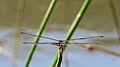 Rhyothemis phyllis bum (33689157554)