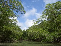 River in the Amazon rainforest
