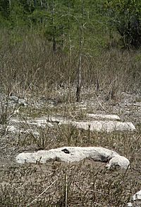Rock outcroppings in the prairie north of Concho Billy Trail, in Big Cypress National Preserve