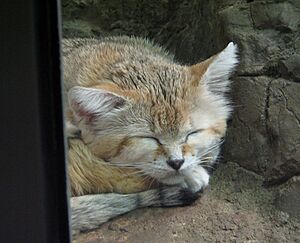 Sand Cat