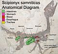 Scipionyx speculative anatomy