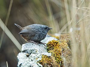 Scytalopus frankeae - Jalca Tapaculo 2.jpg