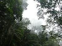 Selva nublada