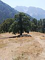 Sheep in shadow, Konitsa, Ioannina prefecture, Greece