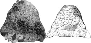Skull of Ankylosaurus