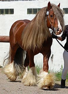 Solid chestnut coloured Gypsy Cob Horse 1