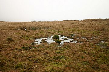 Sphagnum Bog, Ponsonby Fell - geograph.org.uk - 105601.jpg