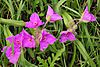 Spiderwort (Tradescantia bracteata) colors the mixed grass prairie on Lacreek National Wildlife Refuge 01 (13453907043)
