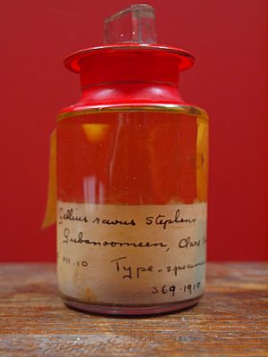 Sponge specimen from Natural History Museum Dublin