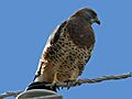 Swainson's Hawk (Buteo swainsoni) RWD