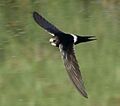 Swift White-rumped 2015 12 18 07 27 23 1682, crop