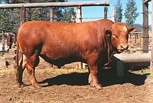 Symons-cattle