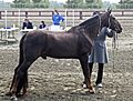 Tennessee Walking Horse2