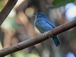 Thamnophilus schistaceus - Plain-winged Antshrike (male), Parauapebas, Pará, Brazil.jpg