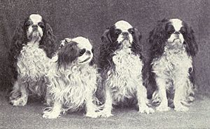 Toy Spaniel from 1915