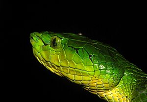 Trimeresurus macrolepis head