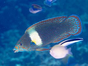 Tubelip wrasse (Labrichthys unilineatus) (46196860245).jpg