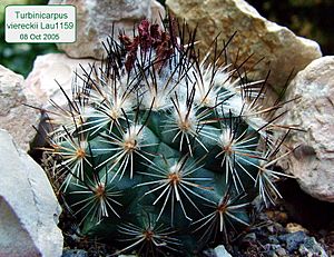 Turbinicarpus viereckii.jpg