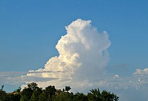 Turkey tower (Cumulus congestus)