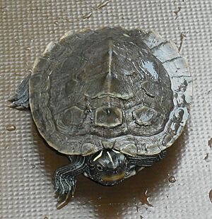 Turtle vdg