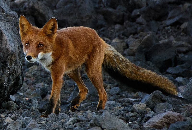 Vulpes vulpes beringiana