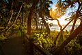 Walkway in Noosa National park Australia