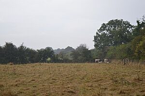 Wansford Pasture 4