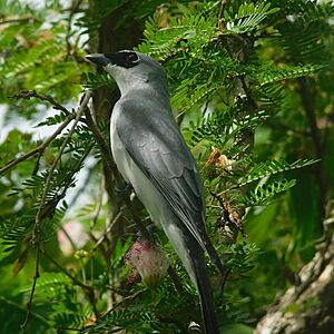 White-bellied cuckooshrike