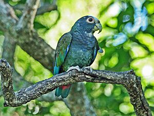 White-crowned Parrot SMTC