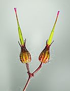 (MHNT) Geranium robertianum - fruit