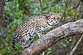 016 Ocelot in Encontro das Águas State Park Photo by Giles Laurent