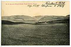 08419-Walla Walla-1906-W. P. Resers Wheat Field, Walla Walla, Wash.-Brück & Sohn Kunstverlag