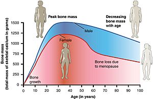 615 Age and Bone Mass